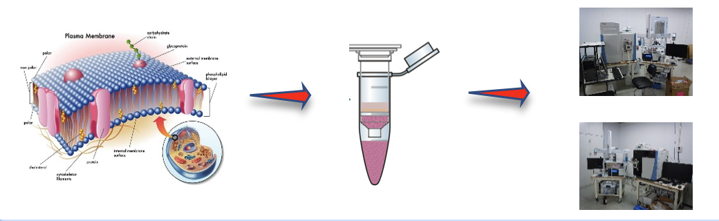 Membrane Protein Analysis Service